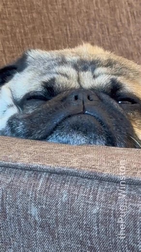 Sleepy pug | Winston The Pug