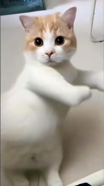 😹 Cats Doing Cats Things 😹 #shorts #funnycat #fyp