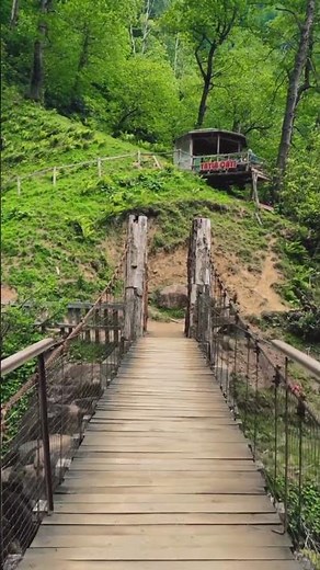 Serene Forest Bridge Walkway 🌲🌉 Peaceful Nature Adventure | #Shorts