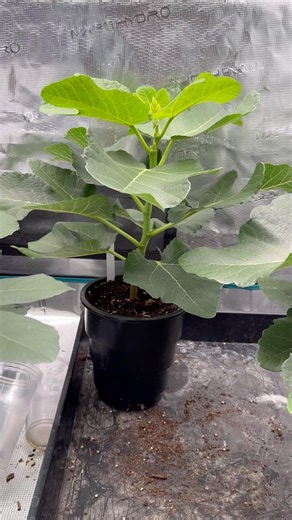Own a Piece of Fig History! The Exclusive MK Ultra Could be Yours! #figtree #plants #garden
