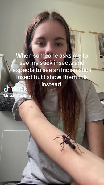 Discover Unique Stick Insects Beyond the Indian Species