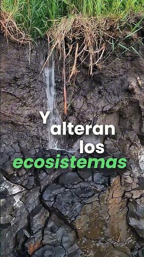 Día Internacional de la Conservación