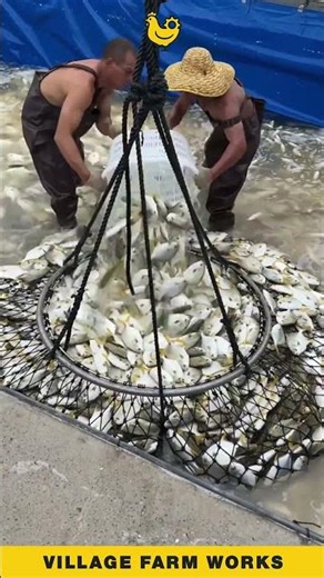 This Fish Harvest is on Another LEVEL 🤯 #FishFarming