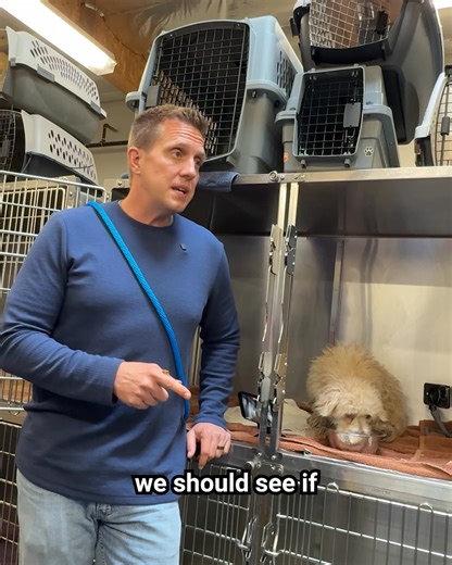 676K views · 909 reactions | The best food for dogs — and it's NOT frozen? Sundays is next gen dog food—fresh and packed with real nutrition. No fridge, no guilt, just high-quality meals your dog will love. | Rocky Kanaka | Facebook