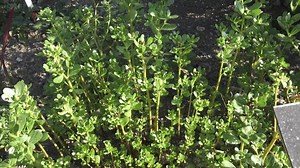 Spices and Herbs. Purslane grows in the garden. Portulaca oleracea. Medicinal plant.