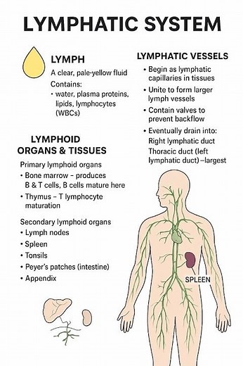 Lymphatic System in 5 Minutes | Simple Diagram + Functions | Nursing | Pharmacy ll