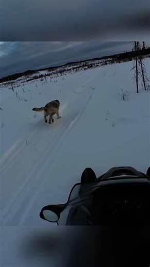 Chasing a Wolf on My Bike #animalhunting #chasse #foxhunting #wildlife #hunting #fox #huntin #hunt