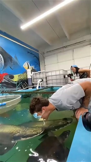This Giant Fish Breathes Air 😳🐟 #shorts