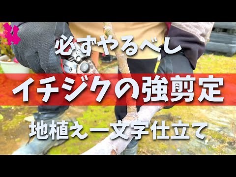 【必須】イチジクに実をつけるための強剪定を園芸農家が実演解説(一文字仕立て・地植え)