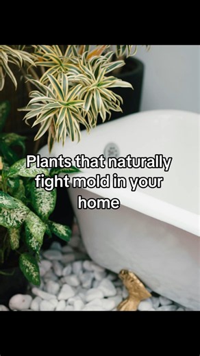 🌿 Plants That Fight Mold In Your Home! 🍃✨ #PlantCare #Houseplants #PlantTips