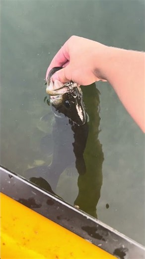 Bass release