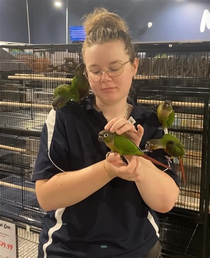🦜 Hand-Raised Conures Now In Store! 🦜 We’ve got some super friendly Green Cheek & Hybrid Conures ready to meet their new families! These gorgeous little birds make amazing companions, and we’ve got everything you need to care for them — enclosures, food, toys, enrichment, vitamins & more! Come in and chat with our friendly team at MacArthur Pets & The Reptile Shop, Gregory Hills NSW. We’re here to help you give your new feathered friend the perfect start! ✨ Basic Conure Care Needs: ✔️ Daily so