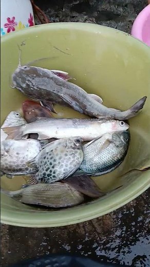 Harga ikan Sembilang & Lundu Kedhuan_TPI Wedung