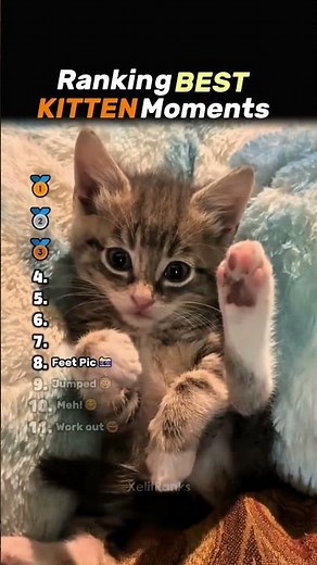 Ranking BEST KITTEN Moments Core🐈❤ #cat