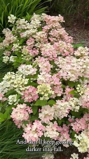 Easiest Hydrangea to Grow: Early Evolution Insights