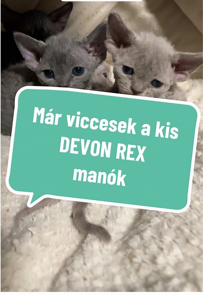Egész nap csak velük lennék. A legcukibb korban vannak a kis devon rex cicák. Kezdenek játszani egymással és egy egy játékkal is. A devon rex lassabban kényelmesebben fejlődik mint például az orosz kék (velük van még tapasztalatom). Ezért is ideál számukra ha csak 16 hetes korban vagy később kerülnek gazdihoz. Minél több időt töltenek a tesóikkal és anyukájukkal, annál kiegyensúlyozottabb kiscicát kap a gazdi. A devonok pedig kis méretűek így ez sem probléma. #devonrex #pixiesandpotionsdevonrex 