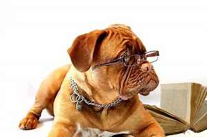 50  Scientist Dog Names for Smart, Nerdy Pups With Descriptions and Tips