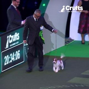 Zen, was he the waggiest boy at #Crufts 2024?! #JackRussell | Crufts
