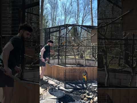 Sunny Day in the Aviary with Our Macaws 🦜☀️