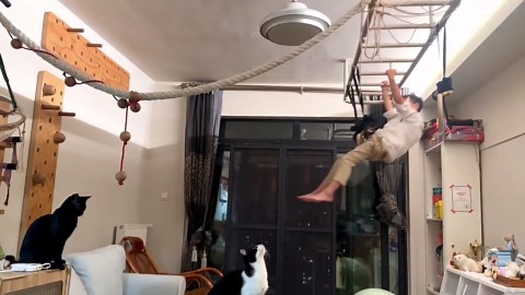 Skilled cat impressively swings on rope like an acrobat in Hubei