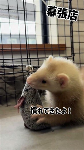 【幕張店】 初めておもちゃで遊ぶフェレット
