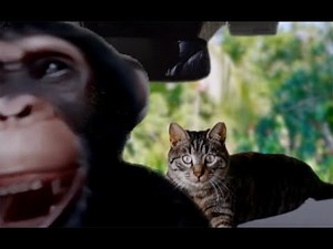 Trunk Kitty Kommercial