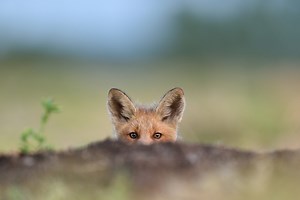 Le régime alimentaire du renard : que mange ce mystérieux carnivore ?