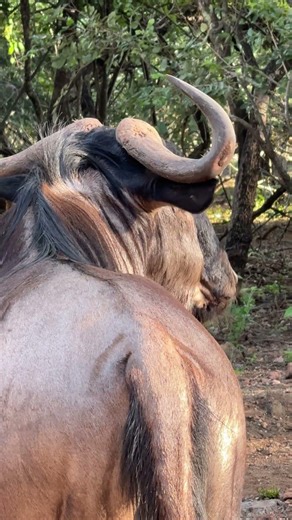 Wildebeest Calling Sounds 🐃 #wildlife #animals #wow