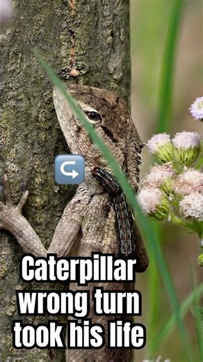 Chameleon fastest catch ever #wildlife #shortsfeed #nature #wildlifephotography #animals