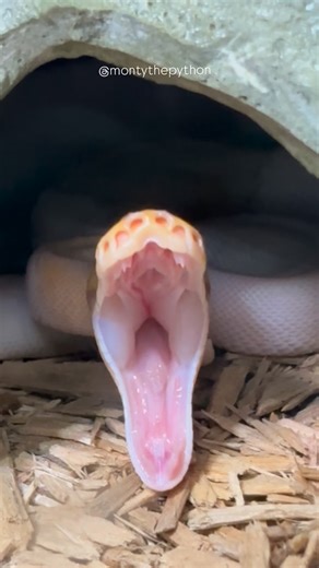 Monty the Python on Instagram: "My little dinosaur 🦕 🤍 #montythepython #dinosaur #snake #reptile #reels"