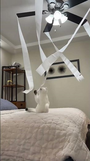 Cat plays with toilet paper ceiling fan