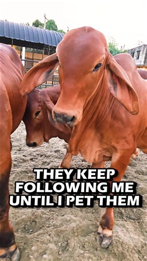 132K views · 1.2K reactions | Three young bulls keep following me until I pet them at Brownie's Ranch | Biggest Bulls Photography | Facebook