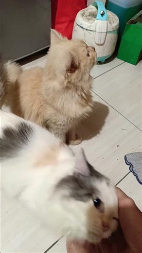 daily life of cats at home #cats #cute #pets #instacat #catlover #kittensofinstagram #animaloveras