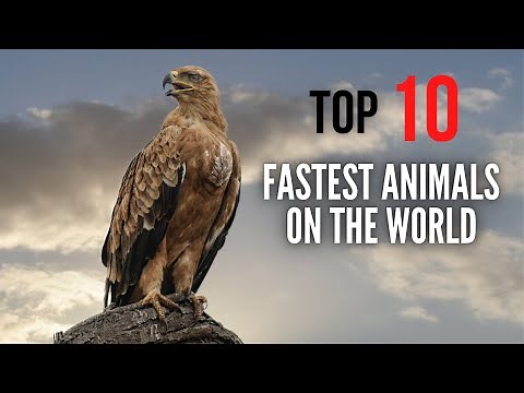 Top 10 Fastest Animals On The World