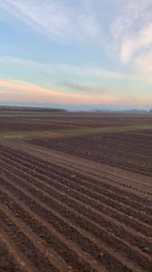 Quick glance at our 2019 tulip field. | Wooden Shoe Tulip Farm
