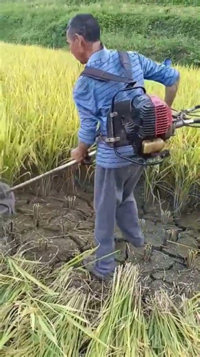 fast and easy rice harvesting process #shortvideo