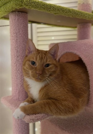 Dreamy Cat Tree for Your Aesthetic Room