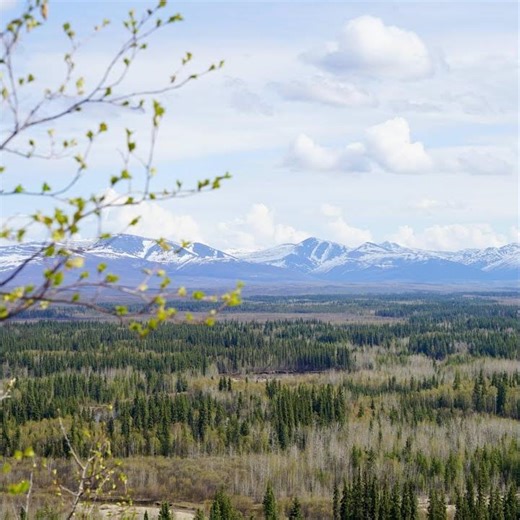 ghost reeds in east slough