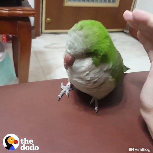 Bird Has The Cutest Way Of Asking Person For Pets | The Dodo