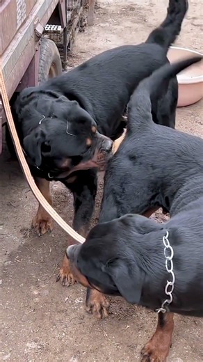 Gatner to create a dog miracle 14