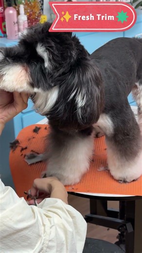 🐾 Pro Puppy Dog Grooming Tips | Details Every Groomer Should Know 🐶