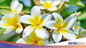 10 Nama Bunga Populer dalam Bahasa Bali