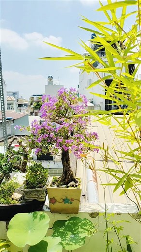 Mùa hoa linh sam rộ - giao lưu khu vực Sài Gòn O399543519 #bonsai #tradao #caycanhdep #bonsaimini