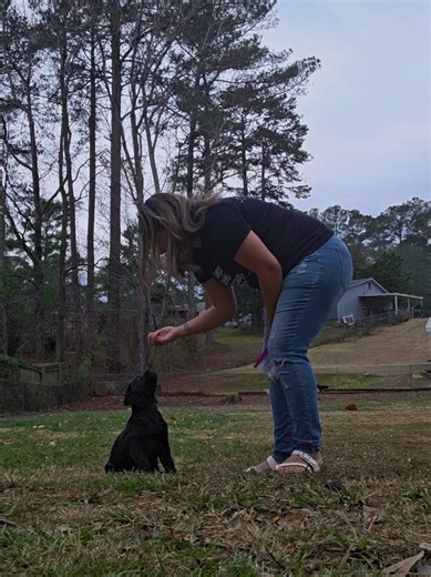 Training Our 8-Week-Old Lab Puppy