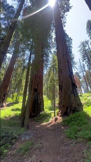 Exploring Giant Sequoias, Waterfalls, Wildlife, and Vistas in Sequoia National Park