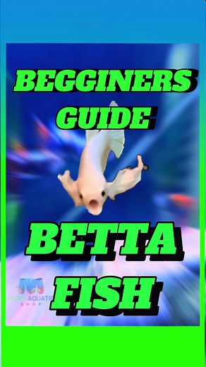 Here’s a quick guide for your betta fish’s aquarium needs! :D #aquarium #fishtok #freshwateraquarium #fish #fishkeepinghobby #Australianbusinesses #microaquaticshop #bettafish