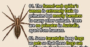 Arachnid Insights: 30 Astonishing Facts About Spiders - Fact Republic