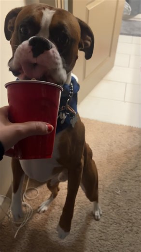 Missing My Birthday Snacks: A Fun Puppy Moment