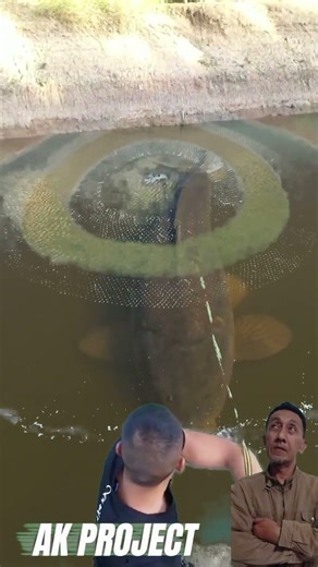 Detik-detik Epik Menangkap Ikan Raksasa di Sungai