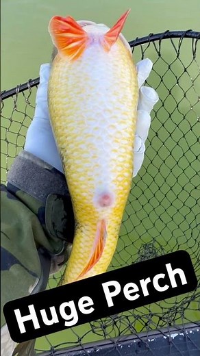 Giant Perch gotta release these big females for them to naturally reproduce...#perch #perchfishing